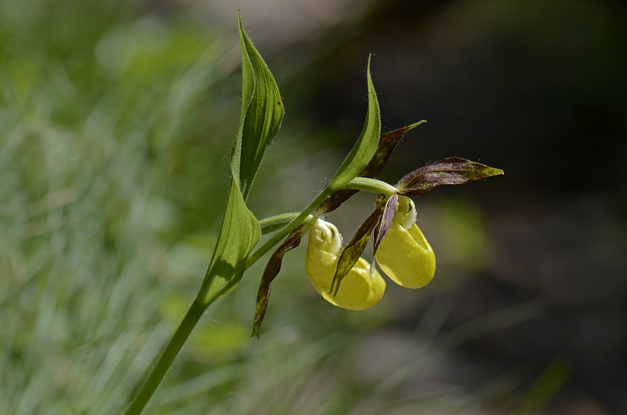 Scarpetta di Venere del monte Pasubio